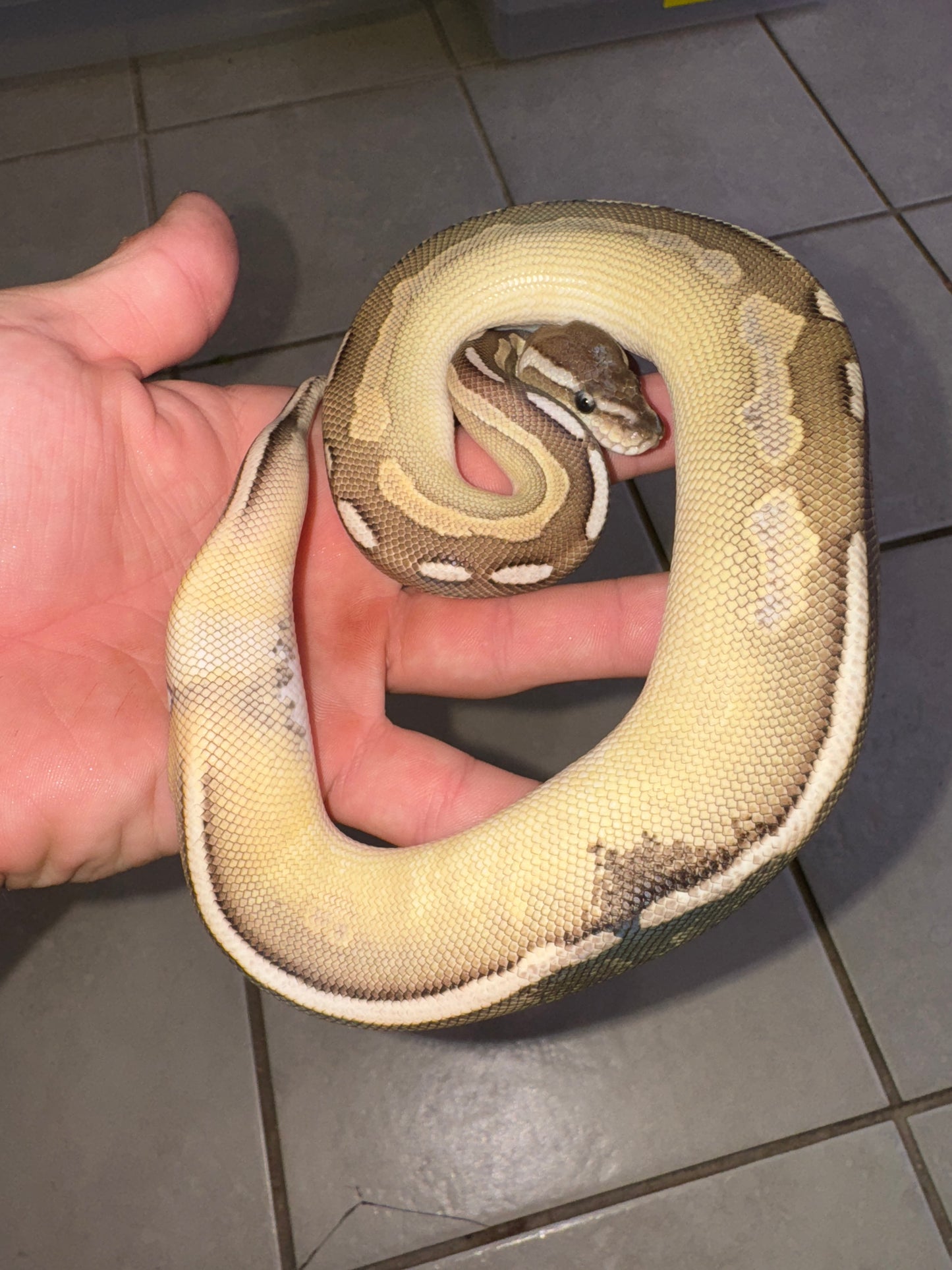 Cinnamon Lesser Paradox Female Ball Python