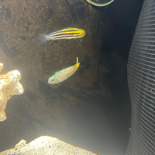 Striped blenny and harp tail Blenny