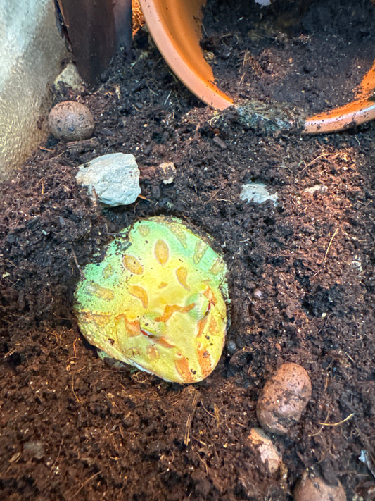 Keylime Pac Man Frog