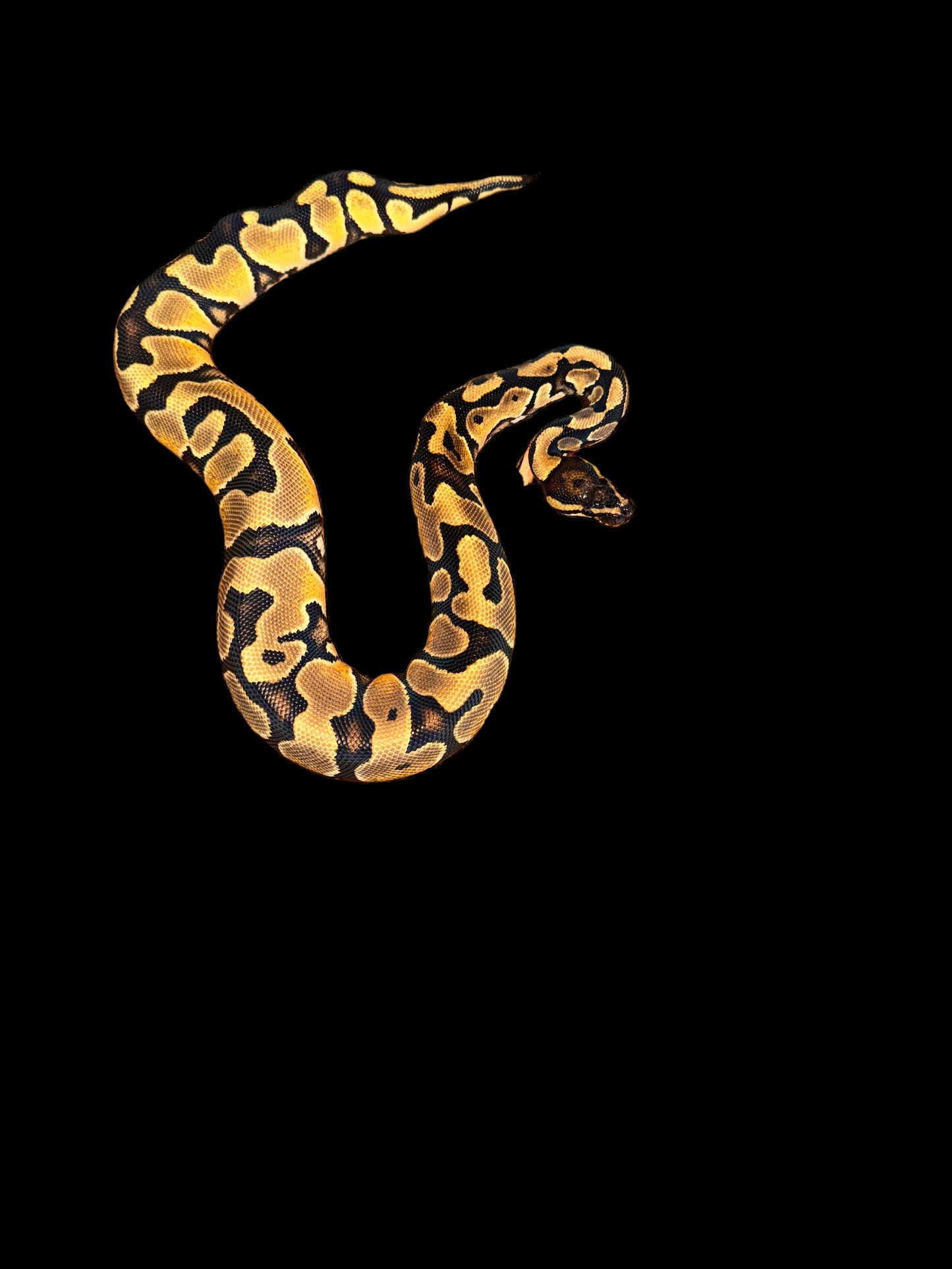 HGW Yellowbelly Female