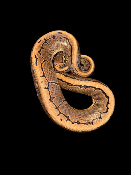 Pinstripe Het ultramel Het pied