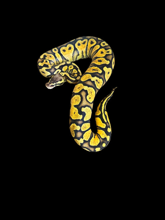 Yellowbelly/gravel pastel male