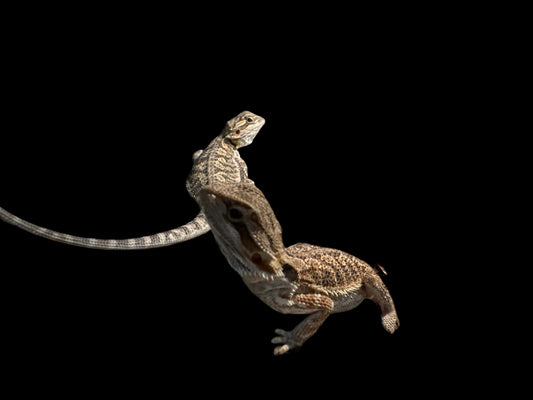 Bearded Dragon