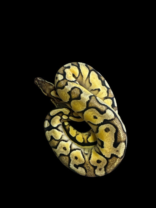 Russo Yellowbelly Pastel Female