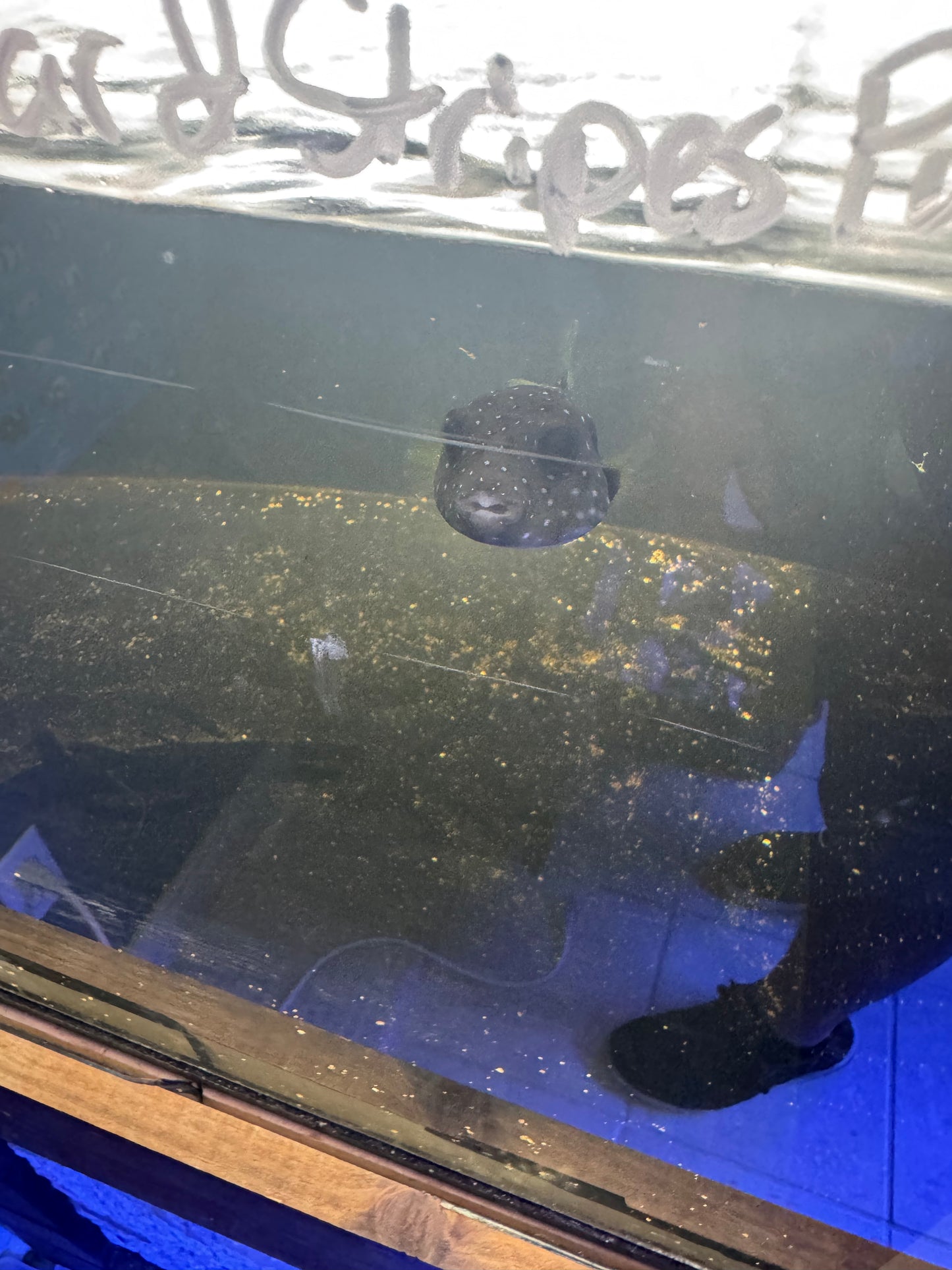 Star & Stripes Puffer