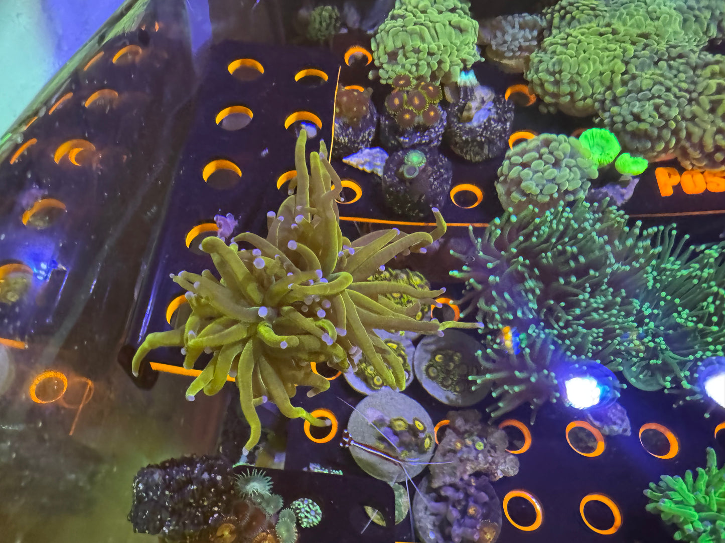 Holy Grail Splitting Torcg