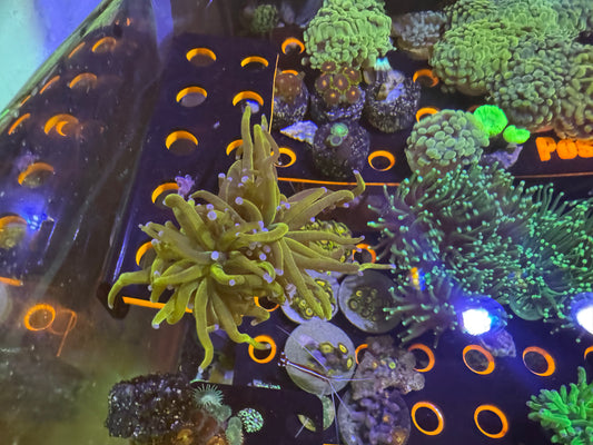 Holy Grail Splitting Torcg