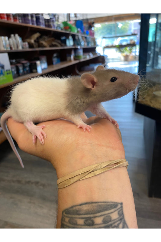 Representative photo of Live Feeder Rats