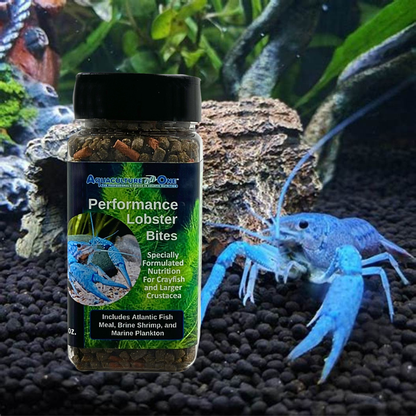 Aquaculture-One Lobster Bites