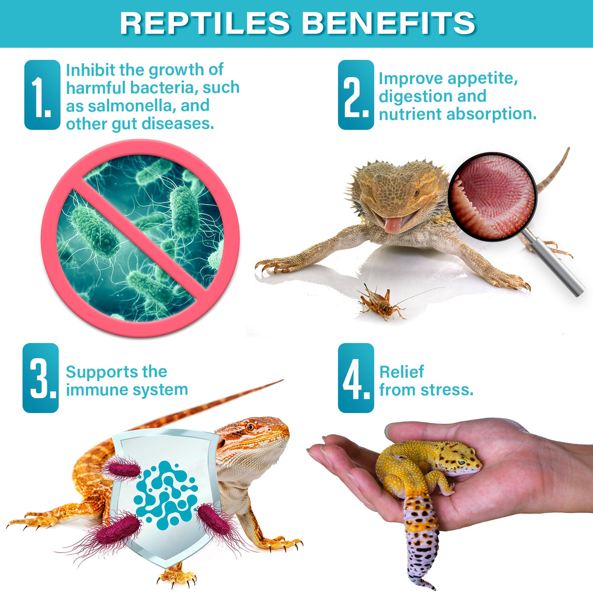 All Reptile Probiotics Supplement by Gargeer