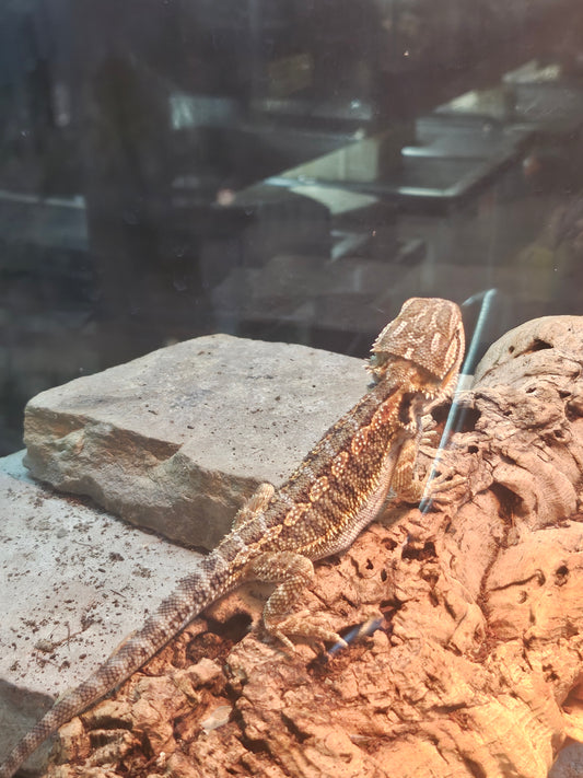 baby bearded dragon