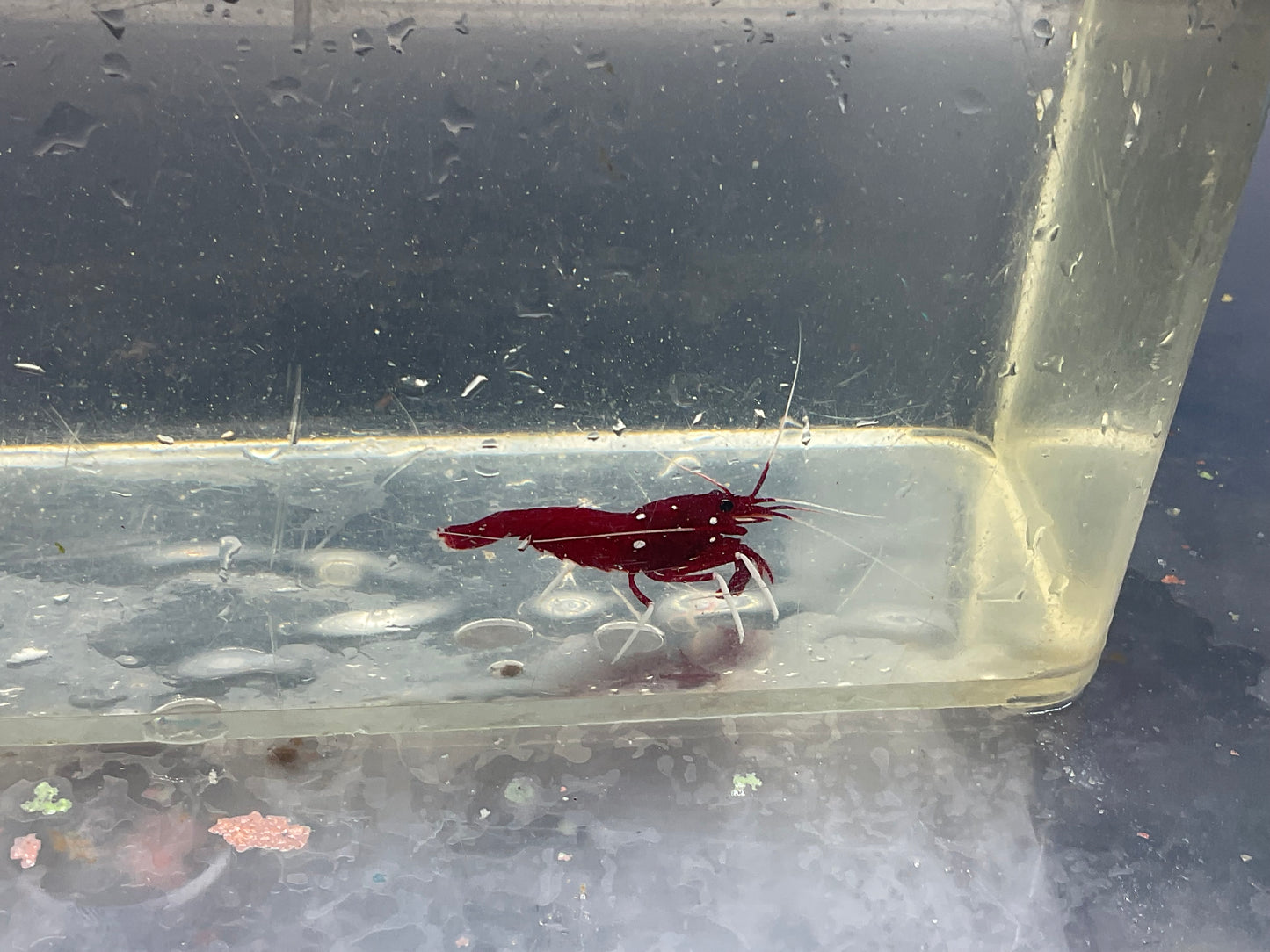 blood red cleaner shrimp