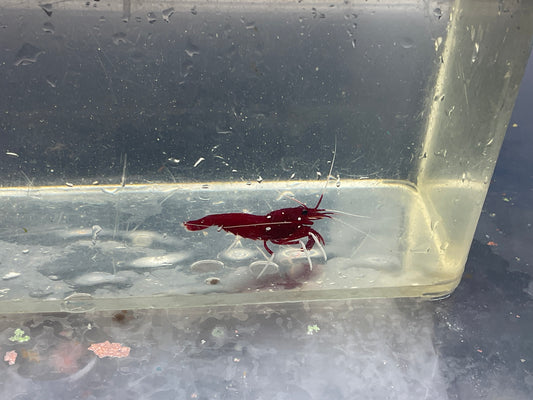 blood red cleaner shrimp