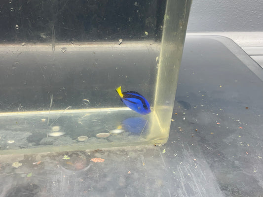 blue hippo tang