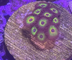 Bob Marley zoanthid coral