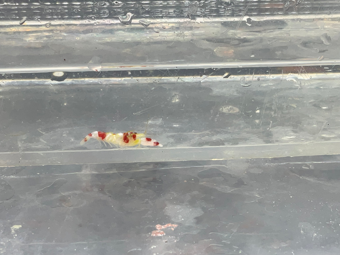 candy pistol shrimp