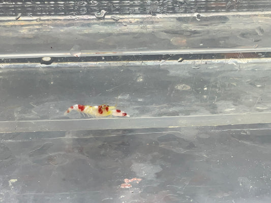 candy pistol shrimp