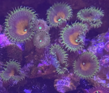 Captain America zoanthid coral