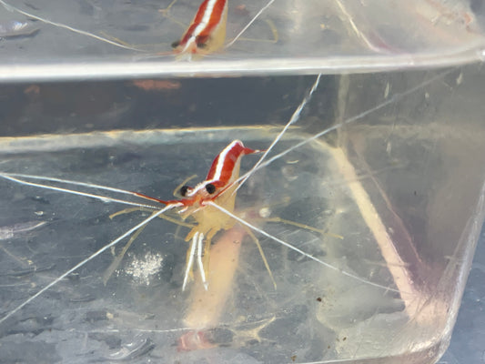 tiger pistol shrimp