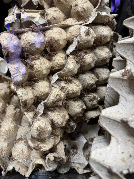 Crickets feeder insects