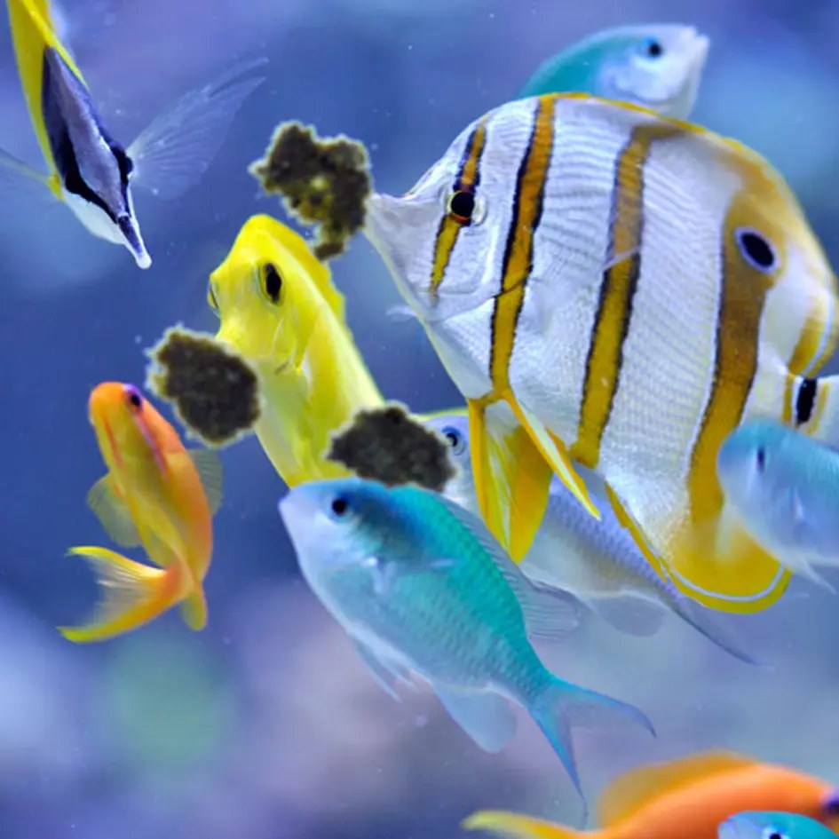 Easy reefs Masstick, Adhesive Marine Fish Food, 70 g