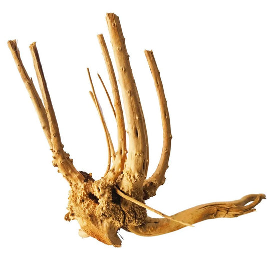 IceCap Pine Root, XLarge (20in-24in)