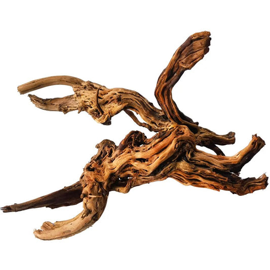 IceCap Dragon Root, Medium (36in-47in)