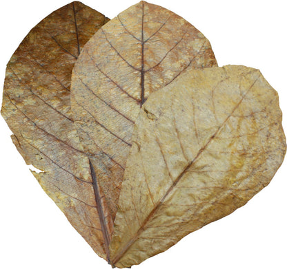 Dennerle Catappa Leaves