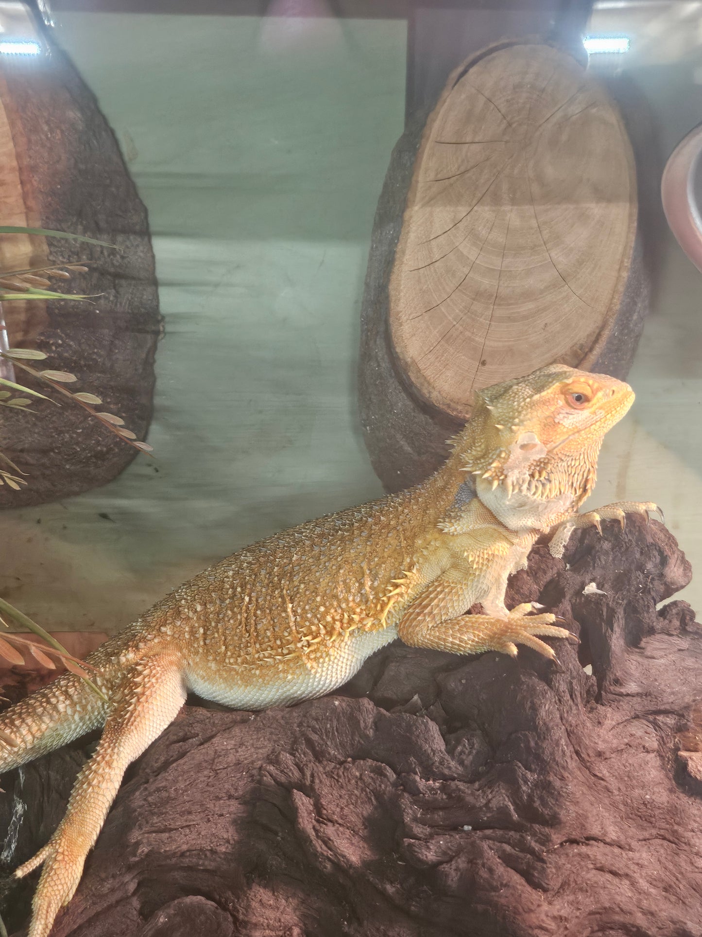 g stripe beardie male