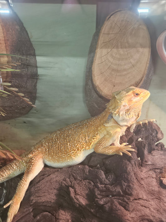 g stripe beardie male