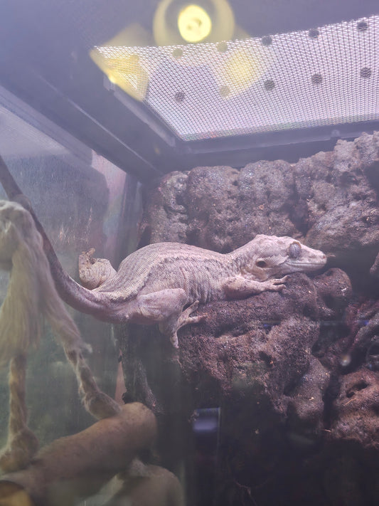 gargoyle geko