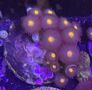 Hairy Gorilla Nipple zoanthid coral