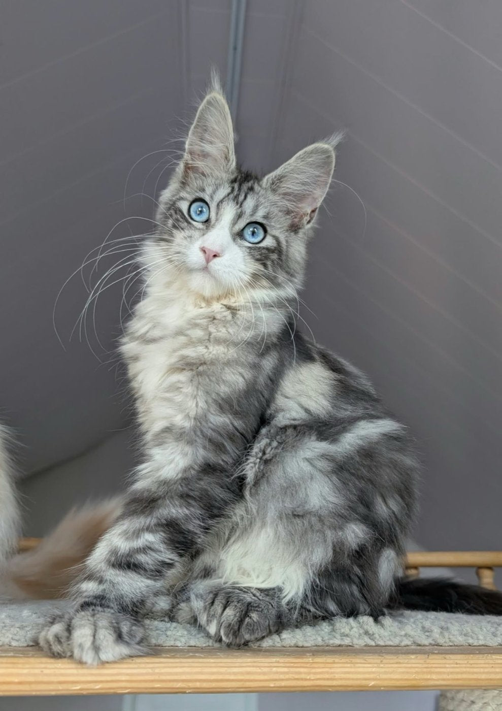 Maine Coon kitten, blue-eyed polydactyl girl