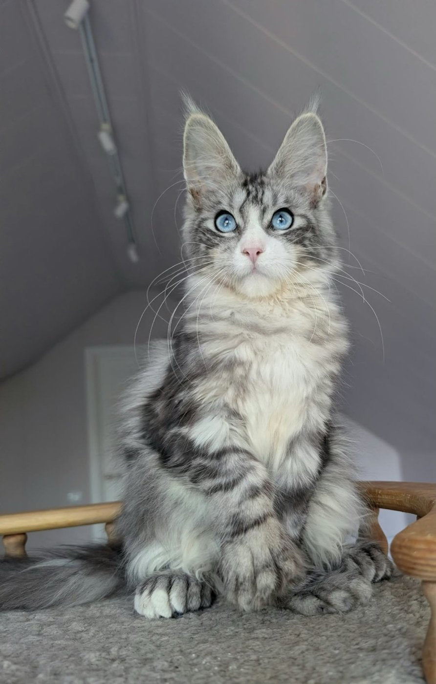 Maine Coon kitten, blue-eyed polydactyl girl