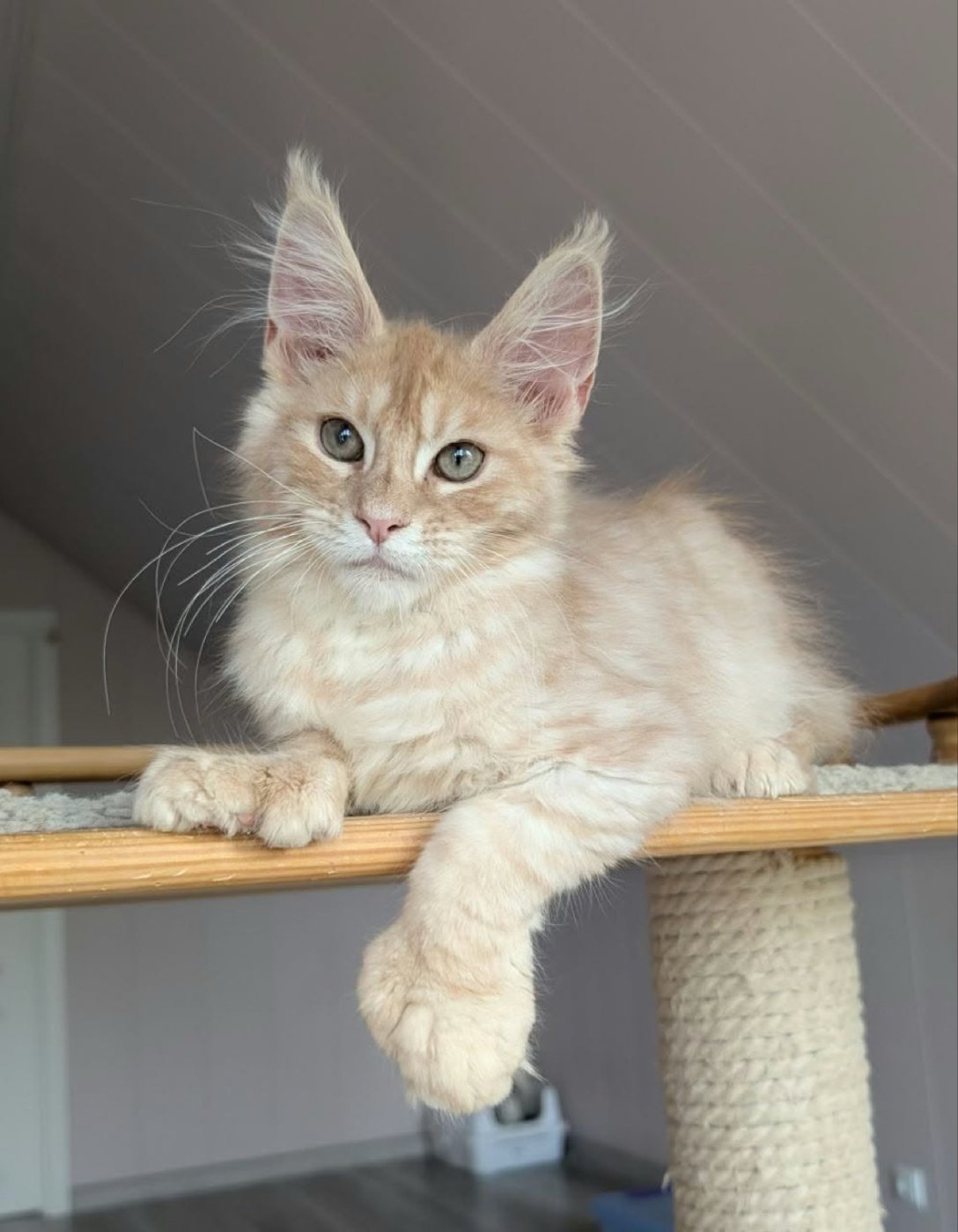 Maine Coon kitten, cream silver polydactyl boy