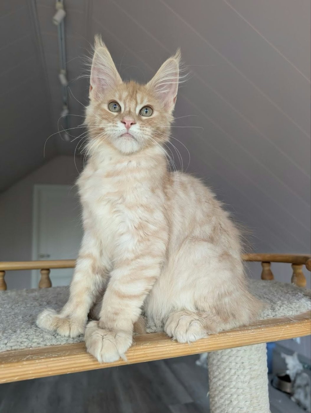 Maine Coon kitten, cream silver polydactyl boy