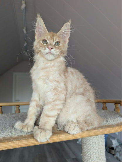 Maine Coon kitten, cream silver polydactyl boy