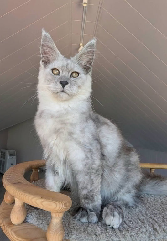 Maine Coon kitten, high black smoke boy
