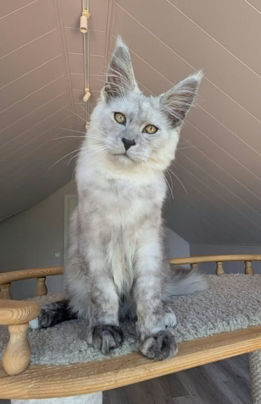 Maine Coon kitten, high black smoke boy