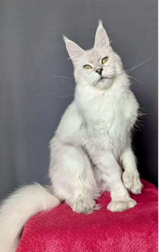 Adult Maine Coon cat, blue silver shaded polydactyl girl