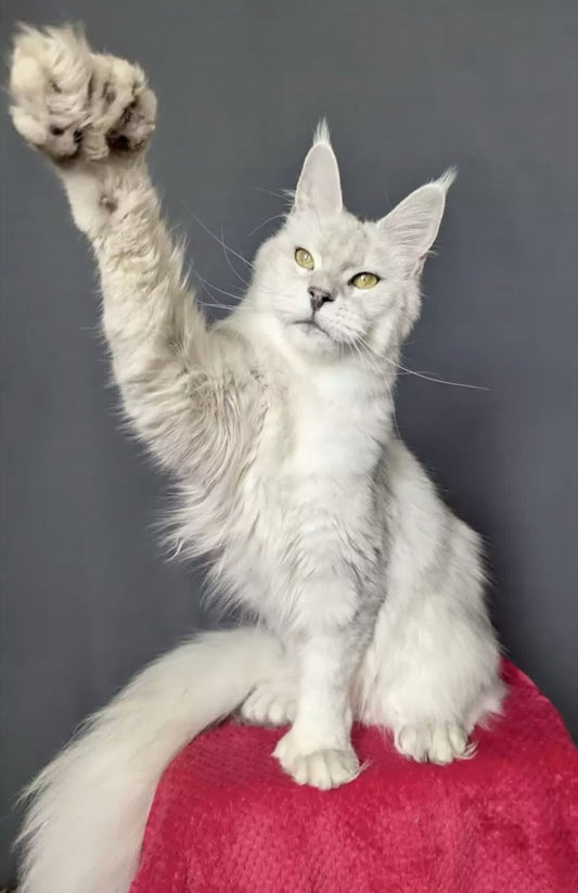 Adult Maine Coon cat, blue silver shaded polydactyl girl