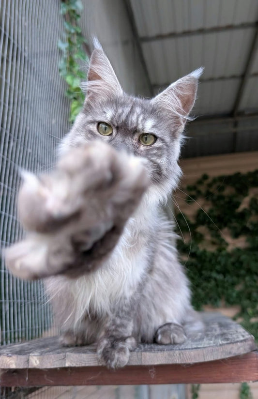 Maine Coon kitten, black smoke boy