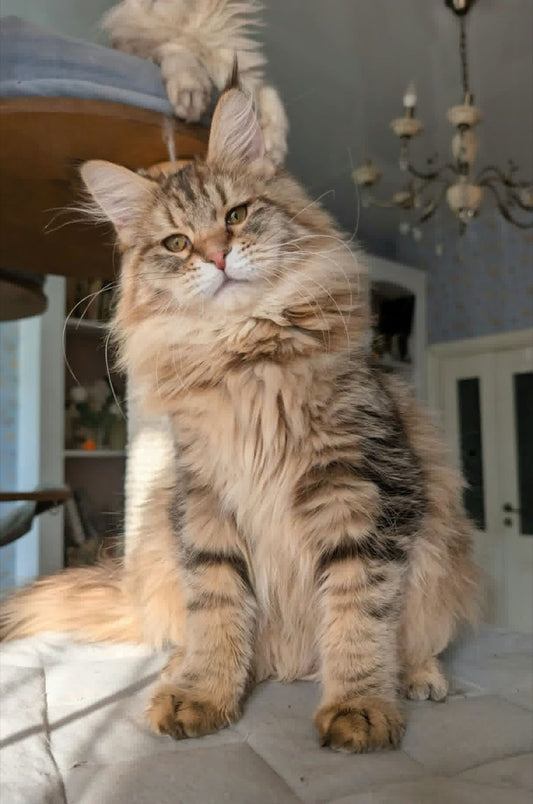 Maine Coon kitten, black golden boy