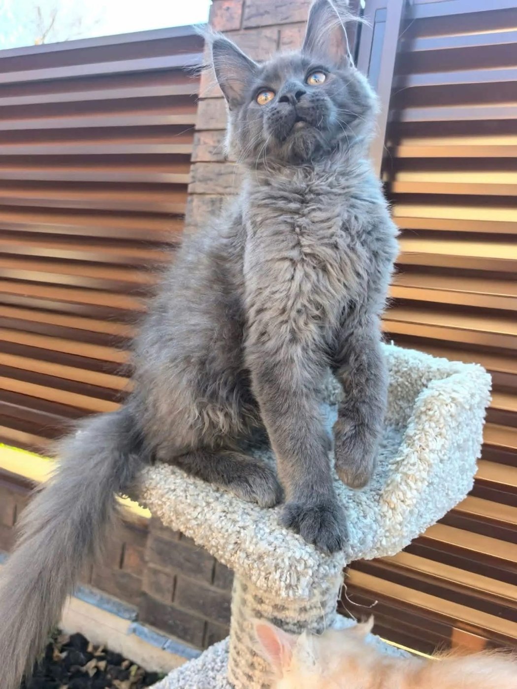 Maine Coon kitten, classic blue boy
