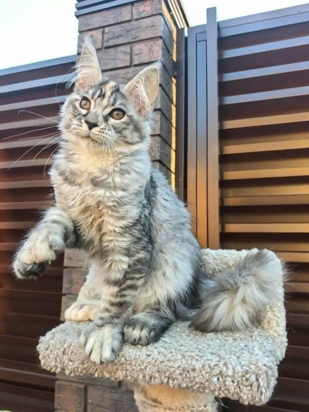 Maine Coon kitten, polydactyl silver tabby girl