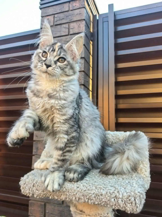 Maine Coon kitten, polydactyl silver tabby girl