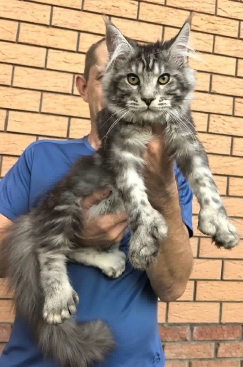 Maine Coon kitten, polydactyl black silver tabby boy