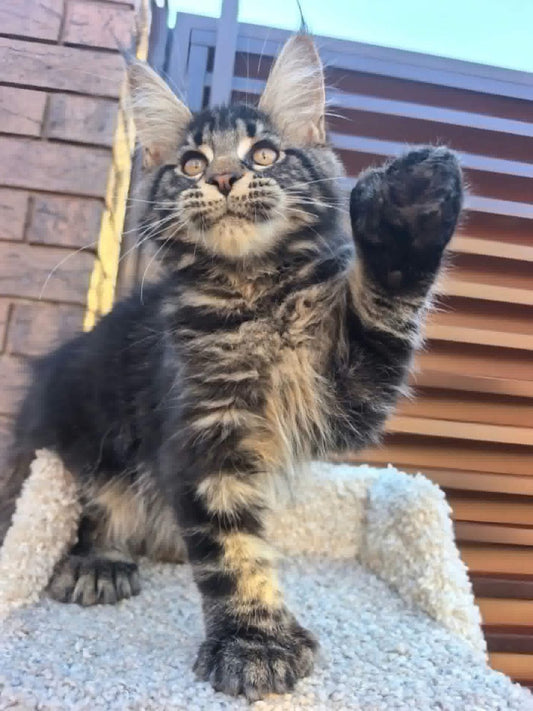 Maine Coon kitten, polydactyl black tabby boy