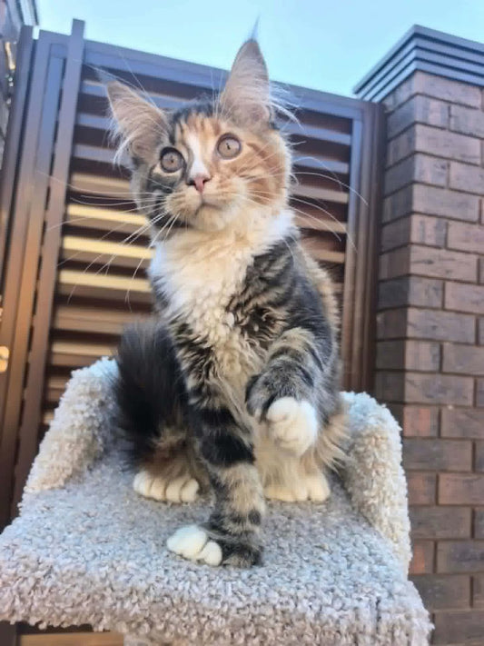 Maine Coon kitten, polydactyl tortie tabby girl