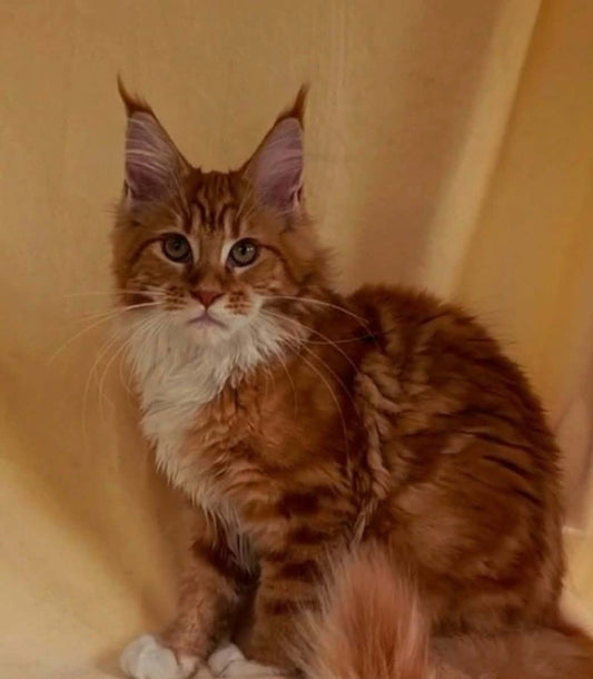 Maine Coon kitten, red boy